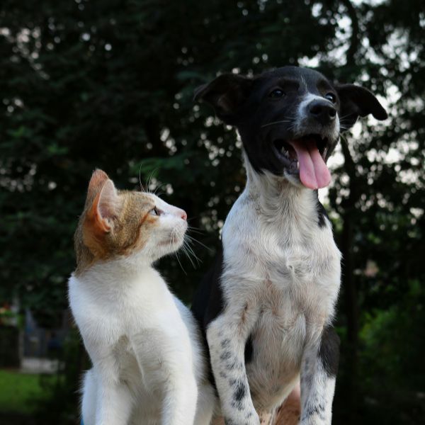 Photo de face d'un chat blanc avec tête rousse regardant un chiant blanc et noir haletant